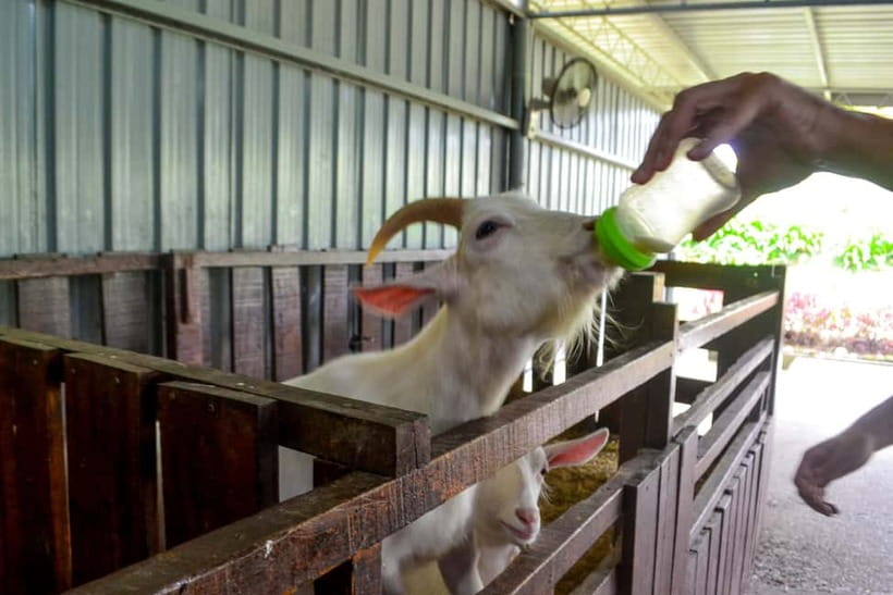 Sabah: Kinabalu Park, Poring Hot Springs & Desa Farm Tour - Desa Dairy Farm, Sabah’s cool mountain stop