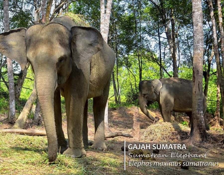 Safari Lagoi & Eco Farm Bintan - Why Safari Lagoi is different from a regular animal park