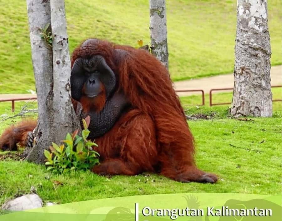 Safari Lagoi & Eco Farm Bintan - The 90-minute route through wildlife and farmland