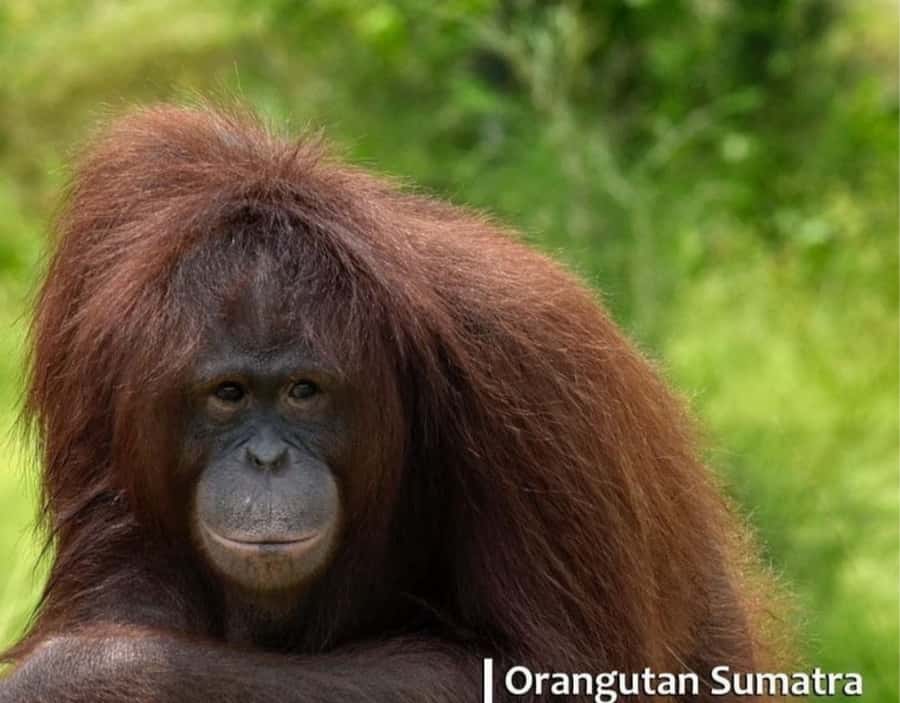 Safari Lagoi & Eco Farm Bintan - Who will enjoy this Bintan excursion