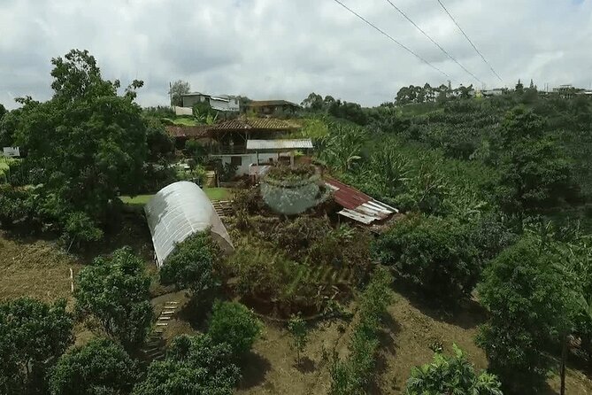 Salento and Cócora Tour plus Coffee Farm from Pereira or Armenia - Cocora Valley and its towering wax palms
