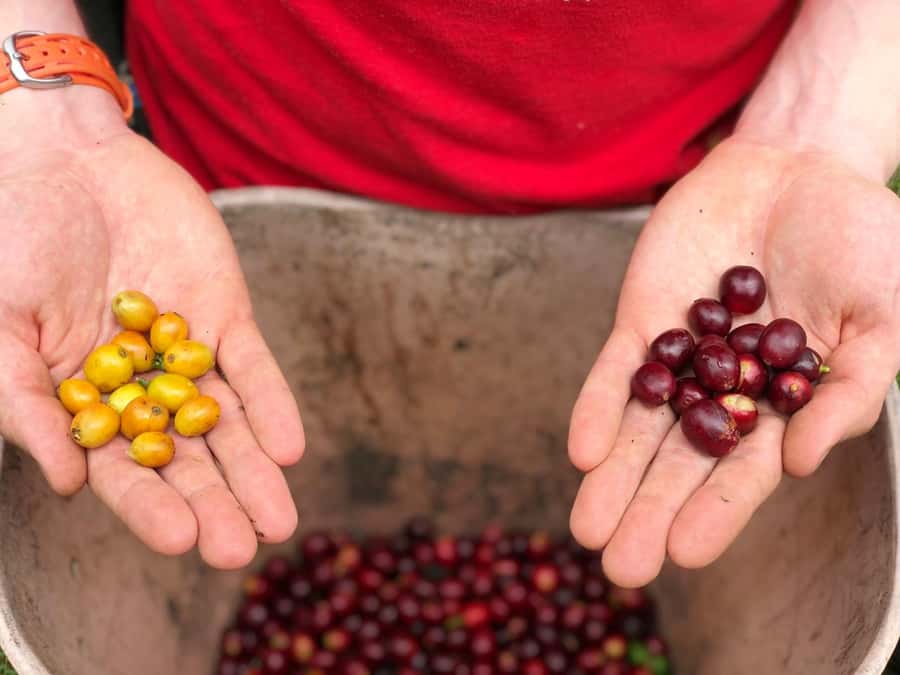 Salento: Coffee Farm Tour with Tasting - Walking among the coffee plants