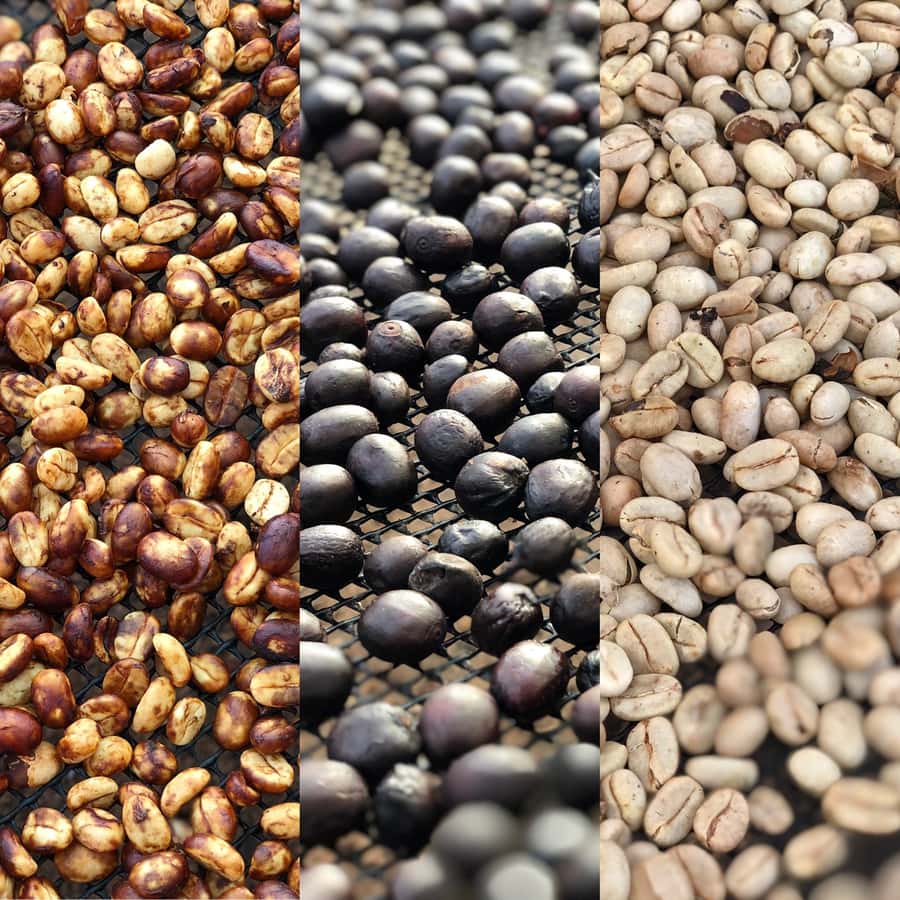Salento: Coffee Farm Tour with Tasting - Picking coffee cherries by hand