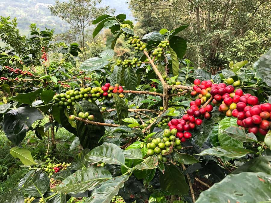 Salento: Coffee Farm Tour with Tasting - Drying, roasting, and sometimes grinding