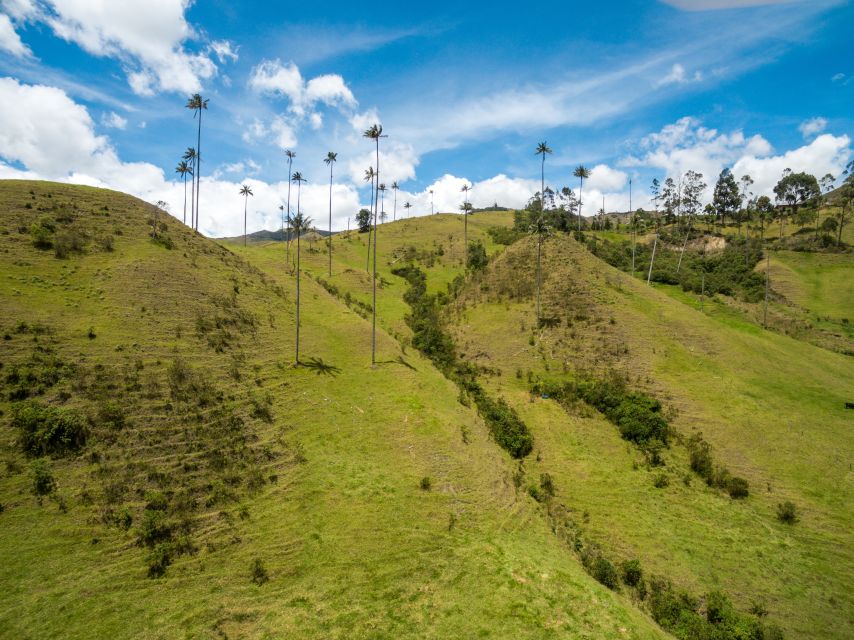 Salento: Private Cocora Valley, Salento & Coffee Farm Tour - The coffee farm from cherry to finished cup