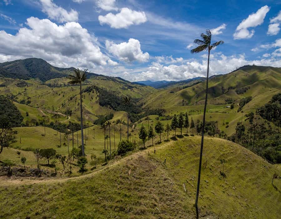 Salento: Private Cocora Valley, Salento & Coffee Farm Tour - Who should book this day?