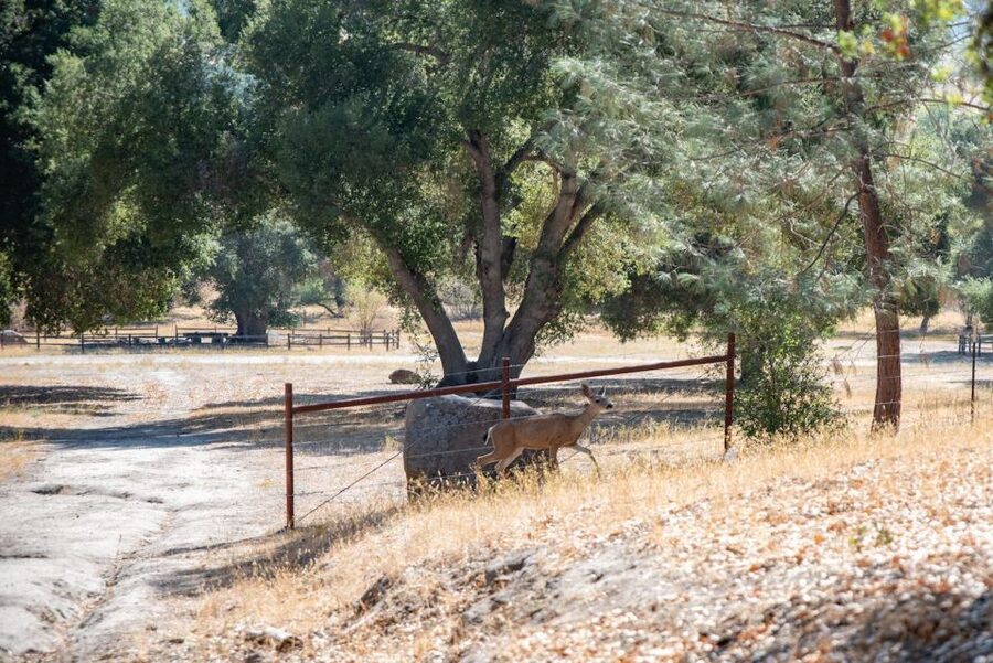San Luis Obispo: Margarita Ranch Foraging Tour - The opening lesson: foraging as a living practice