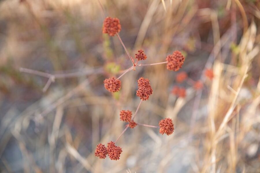 San Luis Obispo: Margarita Ranch Foraging Tour - What the two-and-a-half-hour format means
