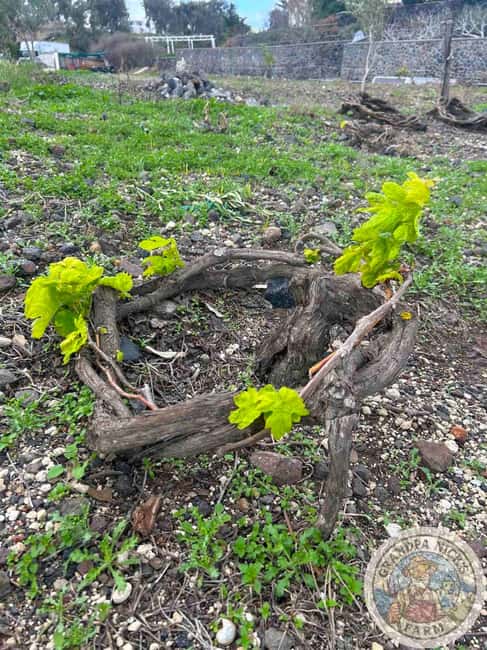 Santorini: Farm and Winery Guided Tour - Walking among the low basket-shaped vines
