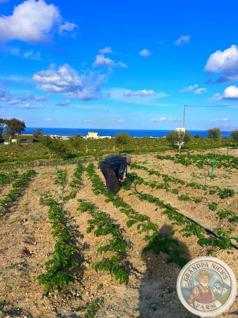 Santorini: Farm and Winery Guided Tour - Who will enjoy this Santorini outing