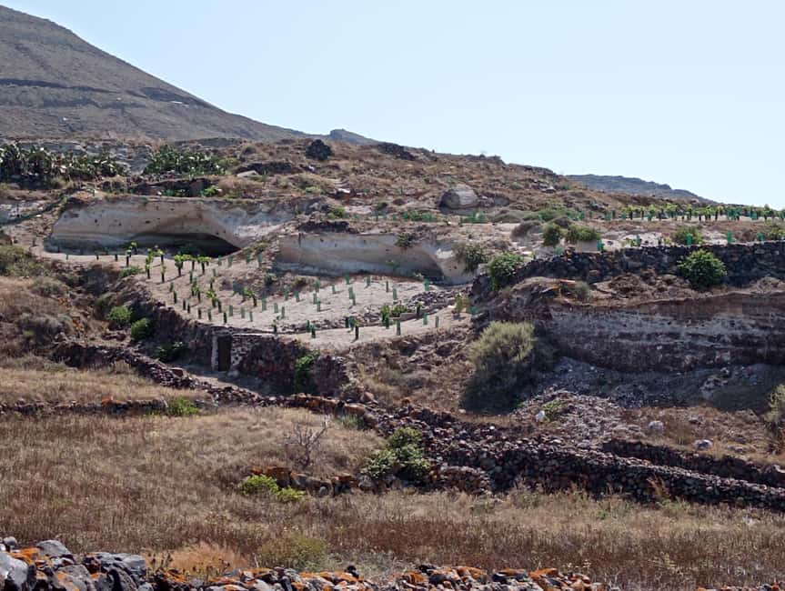 Santorini: Private Agri-Educational Visit to an Organic Farm - A different side of Santorini, one dry crop at a time