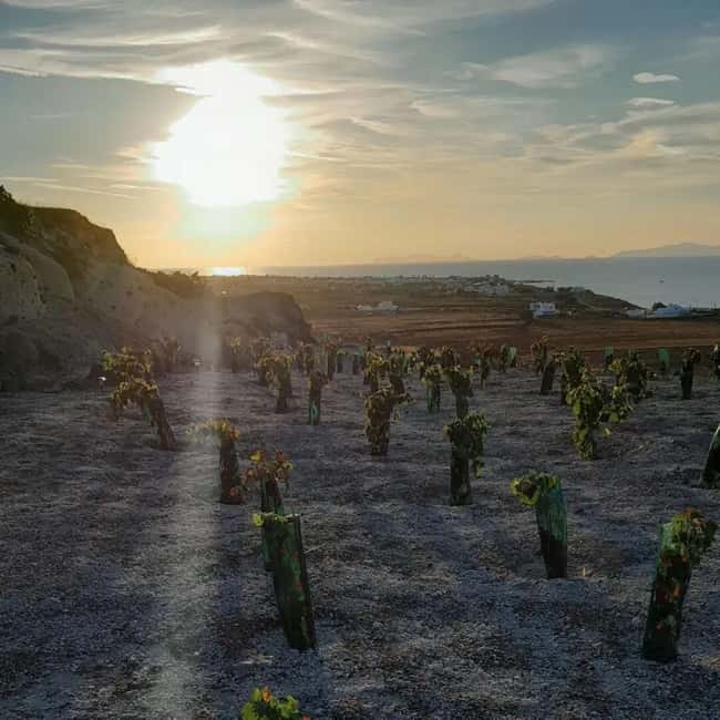 Santorini: Private Agri-Educational Visit to an Organic Farm - Is $56 per person fair?