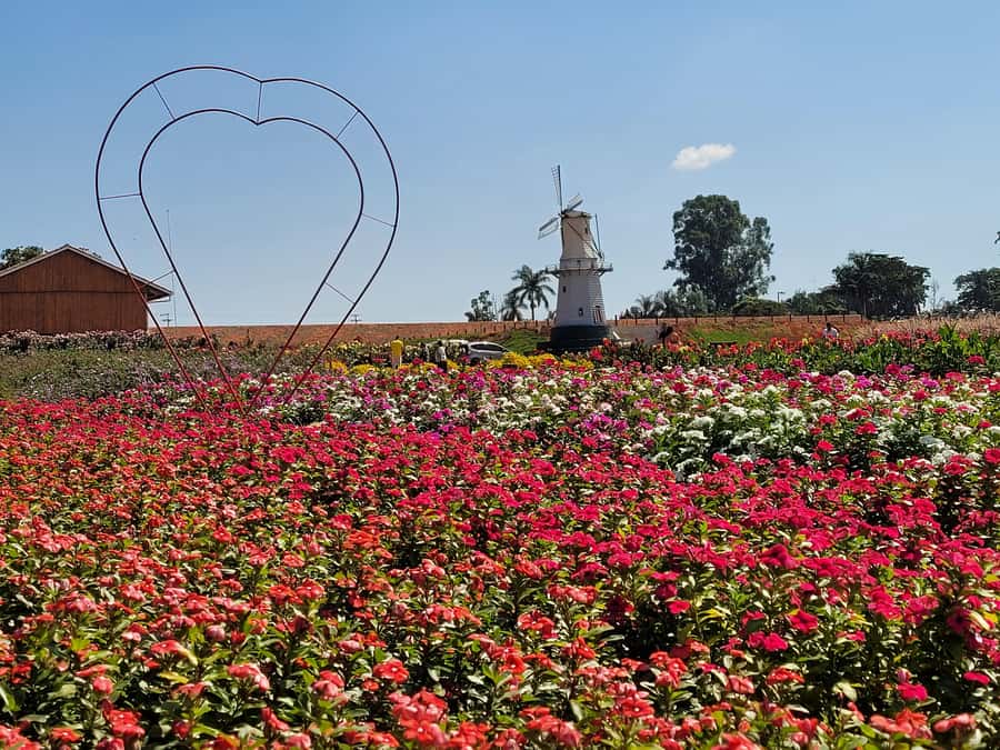 São Paulo: Holambra Colorful Flower Farm Guided Day Trip - Key points to know before booking