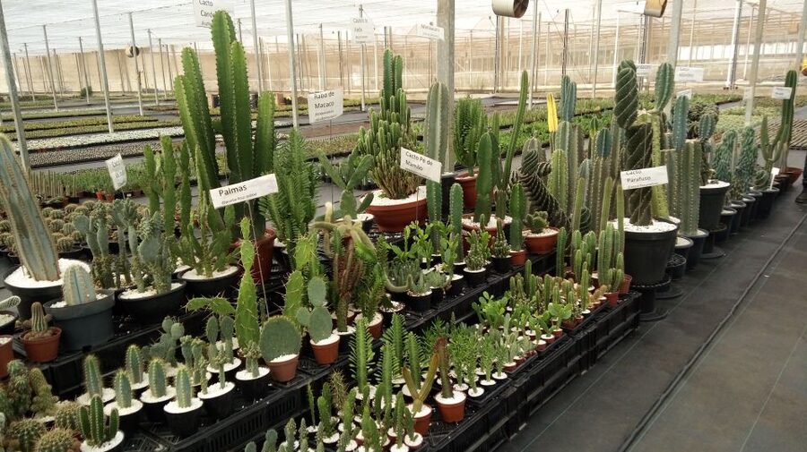 São Paulo: Holambra Colorful Flower Farm Guided Day Trip - Who will enjoy this day most