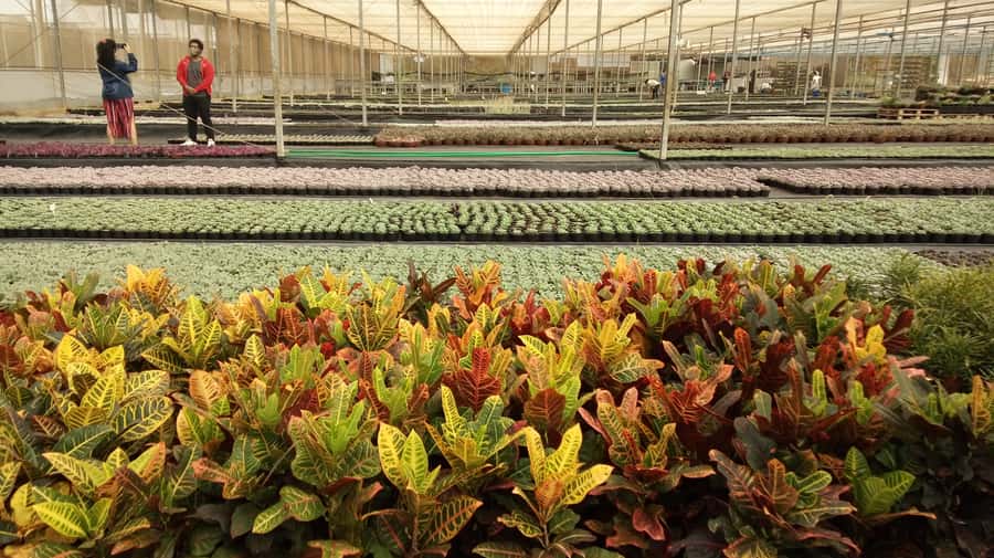 São Paulo: Holambra Colorful Flower Farm Guided Day Trip - Language, group size, and cancellation