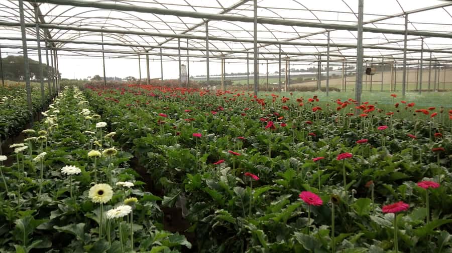 São Paulo: Holambra Colorful Flower Farm Guided Day Trip - Should you book the Holambra flower farm trip?