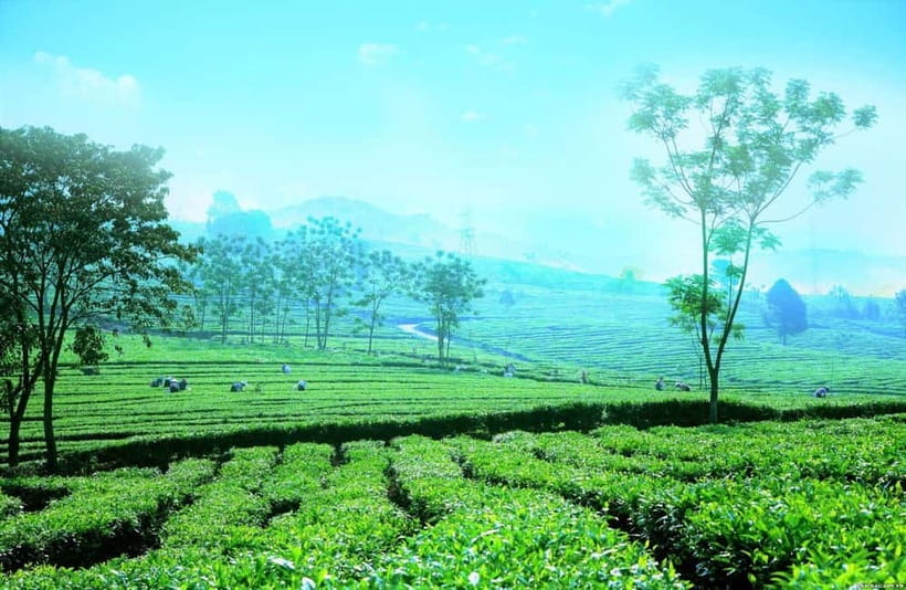 Sapa to Waterfall, Green Tea Farm with motorbike driver - Love Waterfall and the forest walk