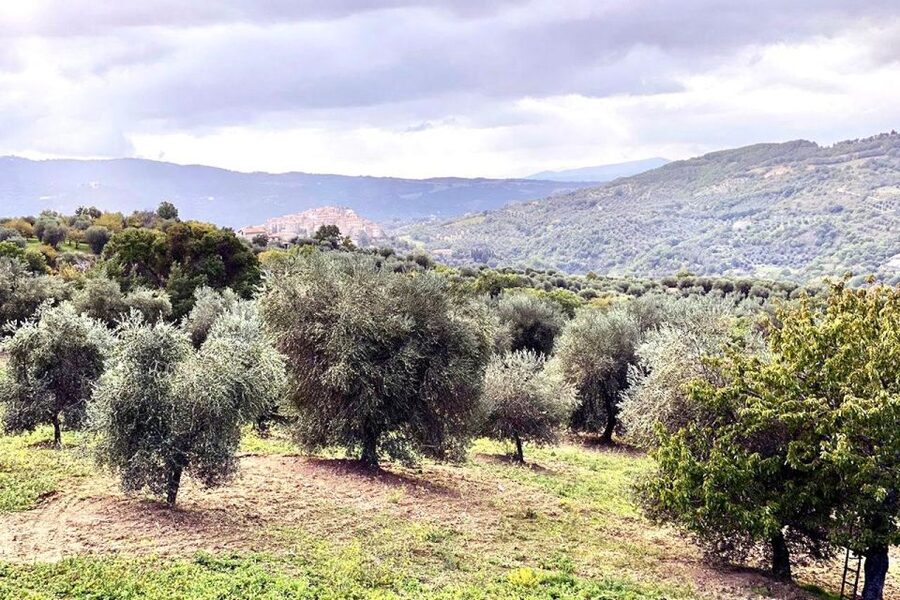 Seggiano: Typical Tuscan Farm Tour with Olive Oil Tasting - Following the olives from harvest to cellar