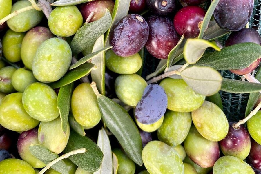 Seggiano: Typical Tuscan Farm Tour with Olive Oil Tasting - The guide and the family touch