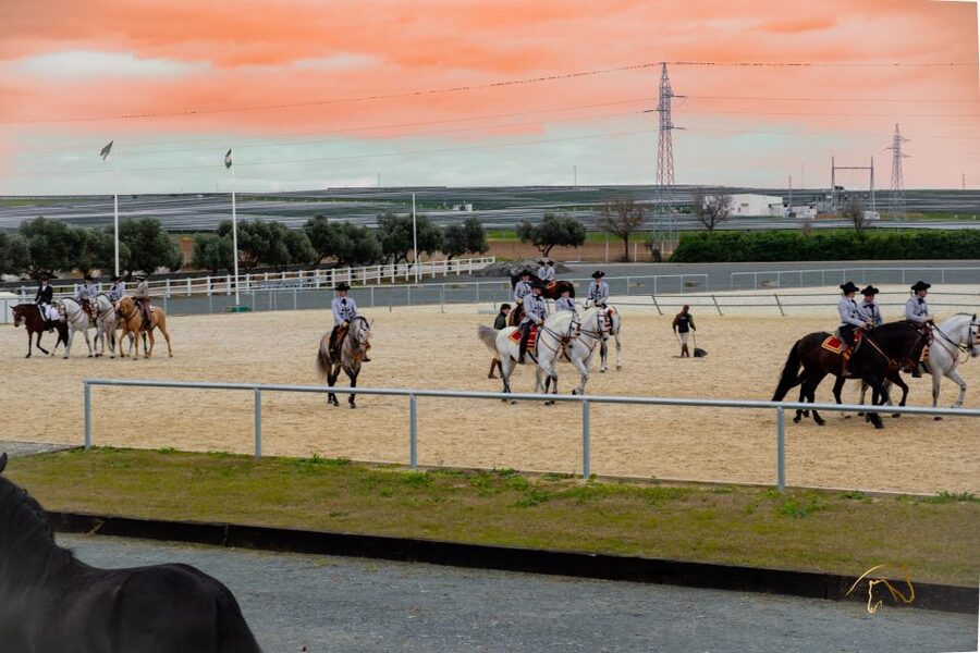 Seville: Horse's Show Entry Ticket. Optional Stud Farm Visit - What you are really paying for at Yeguada Torreluna
