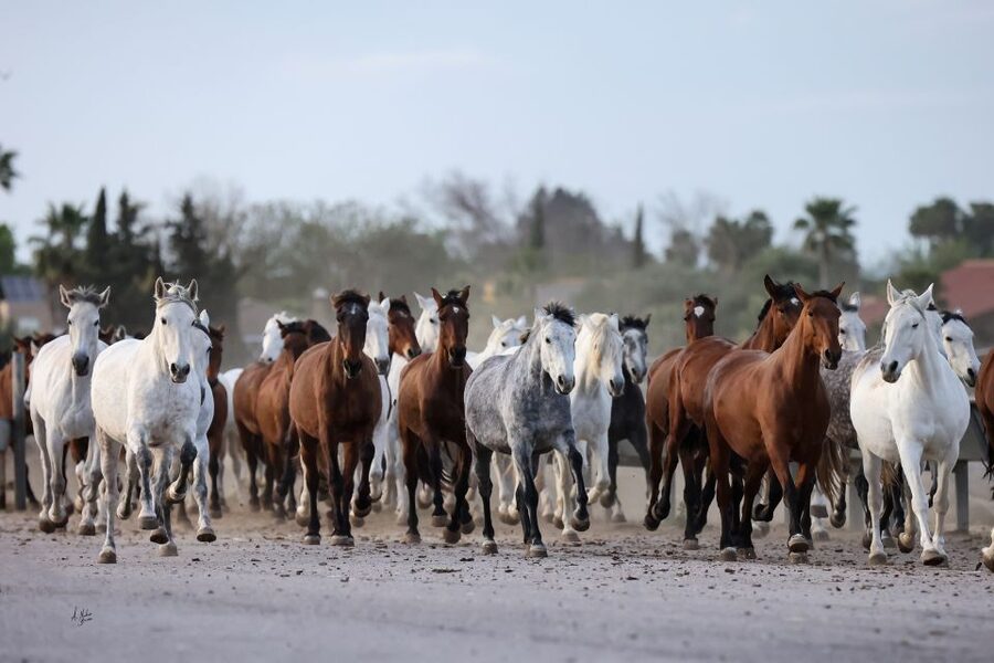 Seville: Horse's Show Entry Ticket. Optional Stud Farm Visit - Choosing between the show and Story of a Champion