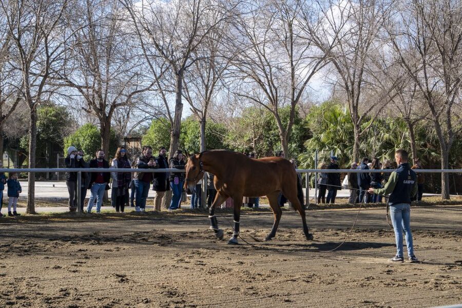 Seville: Horse's Show Entry Ticket. Optional Stud Farm Visit - The seven stops and the human side of the visit