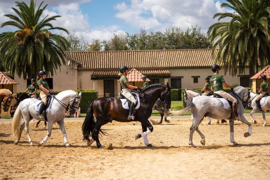 Seville: Horse's Show Entry Ticket. Optional Stud Farm Visit - Who will enjoy this most