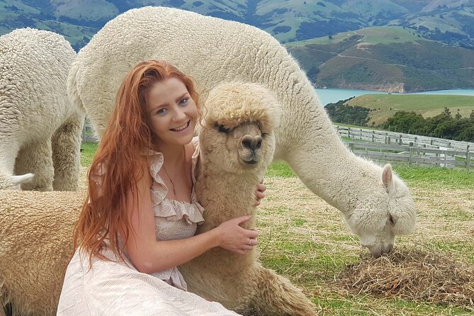 Shamarra Alpaca Farm Tours - A hillside farm above Akaroa Harbour