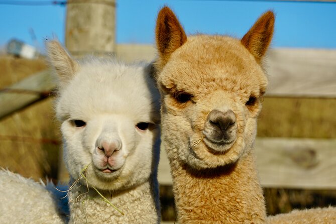 Shamarra Alpaca Farm Tours - Is $38.26 good value for one hour?