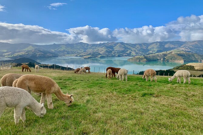 Shamarra Alpaca Farm Tours - The transport issue needs careful planning