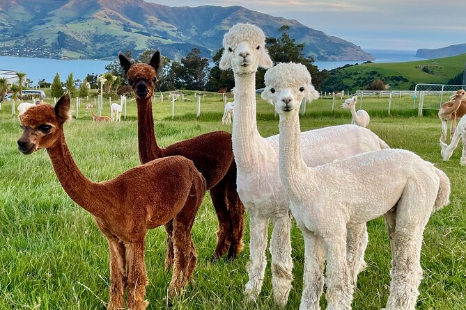 Shamarra Alpaca Farm Tours - Weather, timing, and practical comfort
