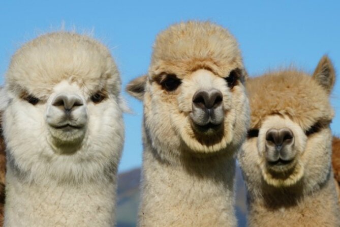 Shamarra Alpaca Farm Tours - Who will enjoy Shamarra Alpacas most?