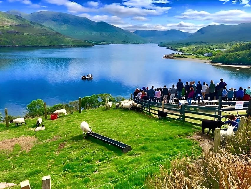 Sheepdog herding demo on working sheep farm. Galway. Guided. - Why the sheepdog demonstration is the main event