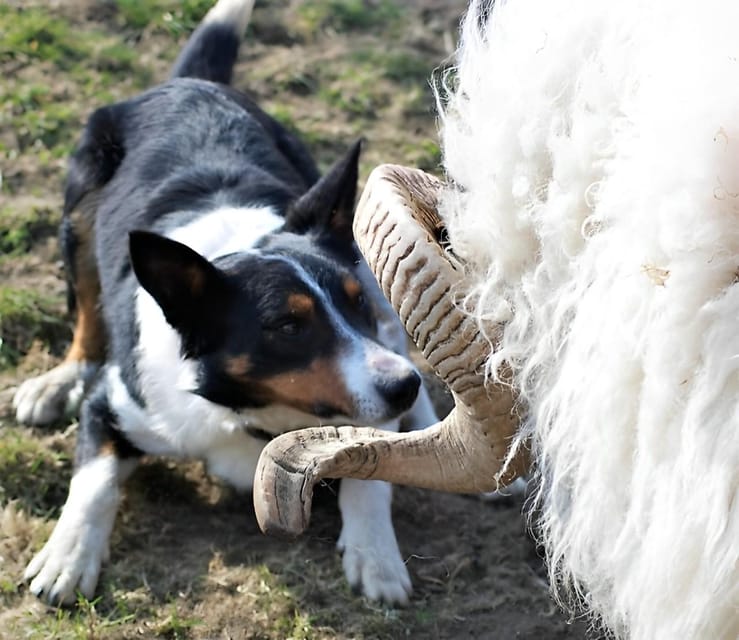 Sheepdog herding demo on working sheep farm. Galway. Guided. - Lambs, bottles, and the softer side of farm life