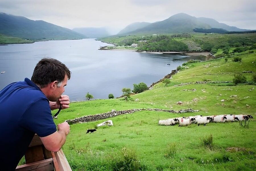Sheepdog herding demo on working sheep farm. Galway. Guided. - Who will enjoy this farm visit