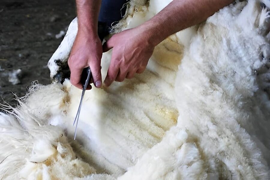 Sheepdog herding demo on working sheep farm. Galway. Guided. - Sheep shearing, with a seasonal limit