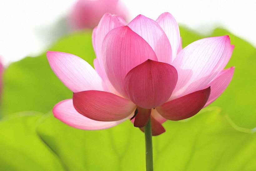 Siem Reap Lotus Silk Farm Discovery tour & Lake experience - Why This Lotus Farm Trip Is Worth Your Time