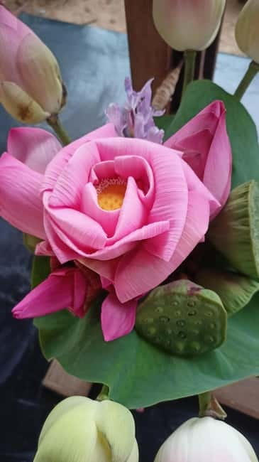 Siem Reap: Lotus Silk Farm- Tour, Lake & Masterclass - Key points at a glance