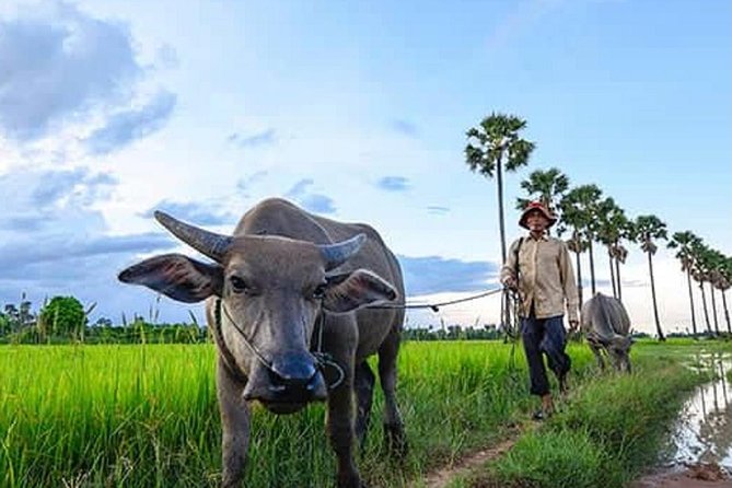 Siem Reap: Silk Farm & Countryside Offbeat Jeep Tour - Seeing rural homes, paddies, and daily work