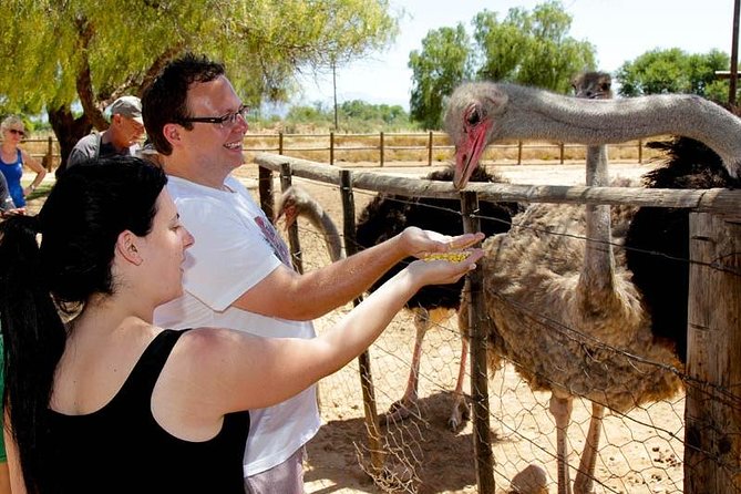 Skip the Line: Highgate Ostrich Farm Tour Ticket - Meeting the world’s largest bird near Oudtshoorn