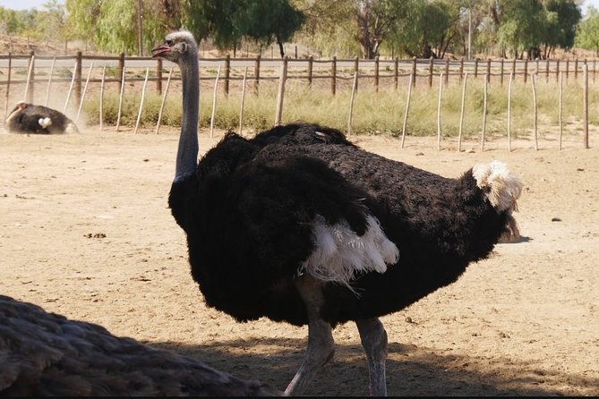 Skip the Line: Highgate Ostrich Farm Tour Ticket - From farm materials to practical crafts