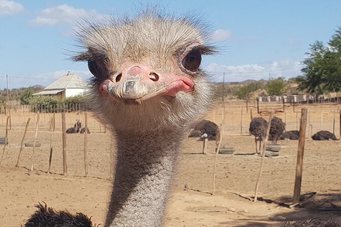 Skip the Line: Highgate Ostrich Farm Tour Ticket - A close encounter, with sensible limits