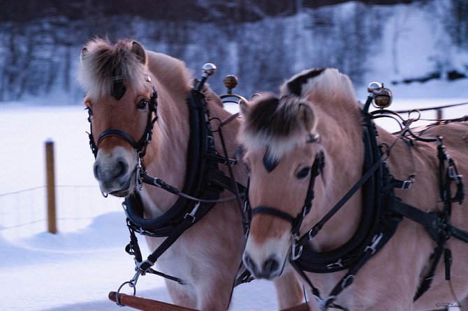 Sleigh Ride w/ Tapas Meal - Experience Arctic Farm Life - Meeting sheep and animals on a working farm