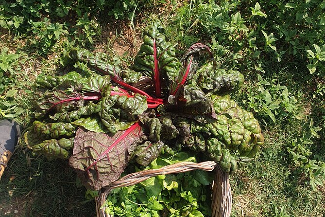 Slowlife Family Farm- Cook with us From Garden to Table Syracuse - Farm life, archaeology, and the past