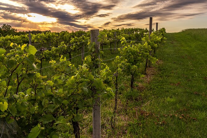 Small-Group Vineyard and Orchard Tour with Wine Tasting in Muscoda - Four wines, and what you can learn from them