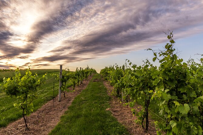 Small-Group Vineyard and Orchard Tour with Wine Tasting in Muscoda - Who will enjoy this most