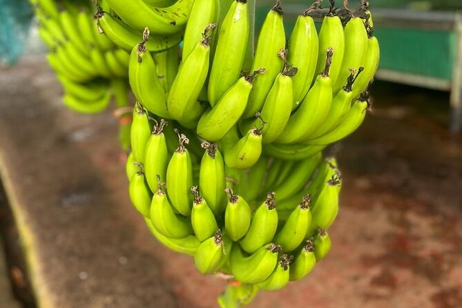 Small train tour of a banana farm in Martinique - What you learn about bananas at Belfort