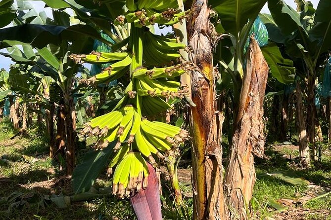 Small train tour of a banana farm in Martinique - The tasting at the end
