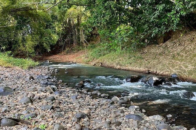 Small train tour of a banana farm in Martinique - Language and guide expectations