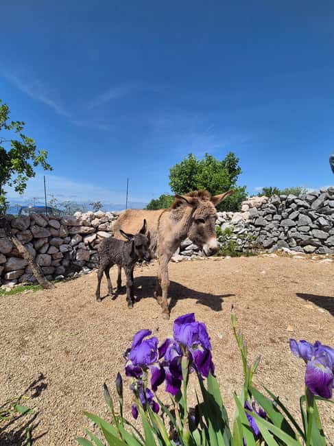Šmrika (near Rijeka/Krk/Crikvenica) Donkey Farm Family Fun - Two donkey rides for children